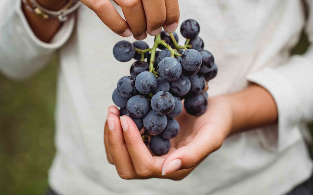 Wie hoch ist der Frauenanteil im niederländischen Weinbau?