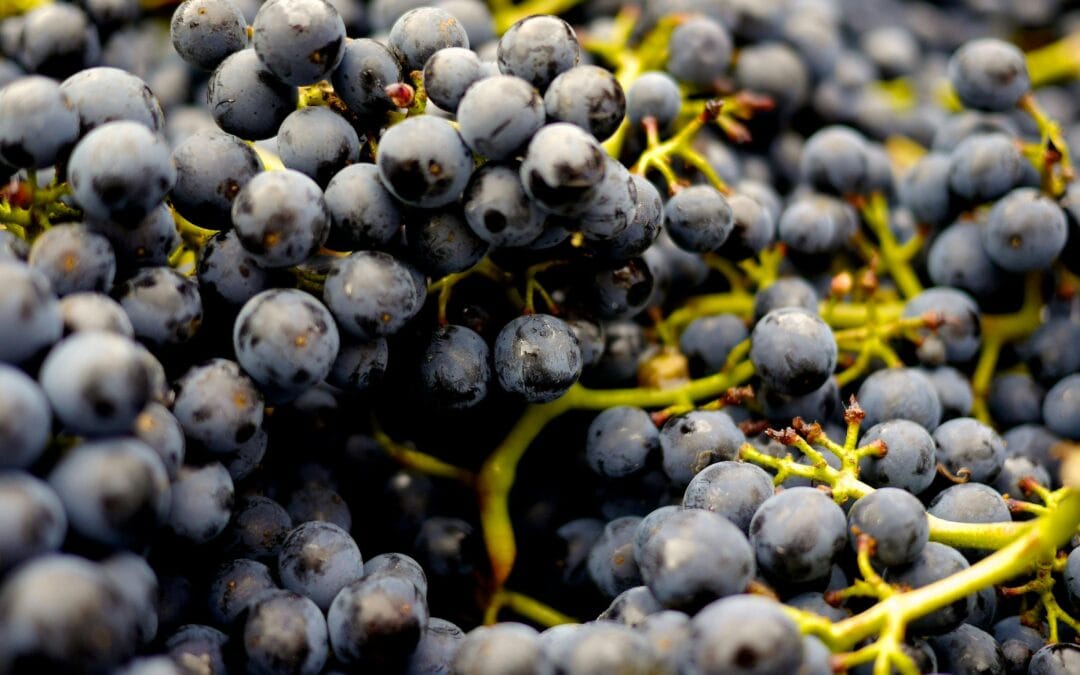 Which grape varieties are the most popular?