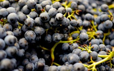 Which grape varieties are the most popular?
