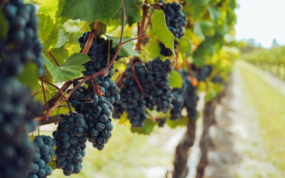 Welchen Einfluss hat das niederländische Klima auf die Weinproduktion?